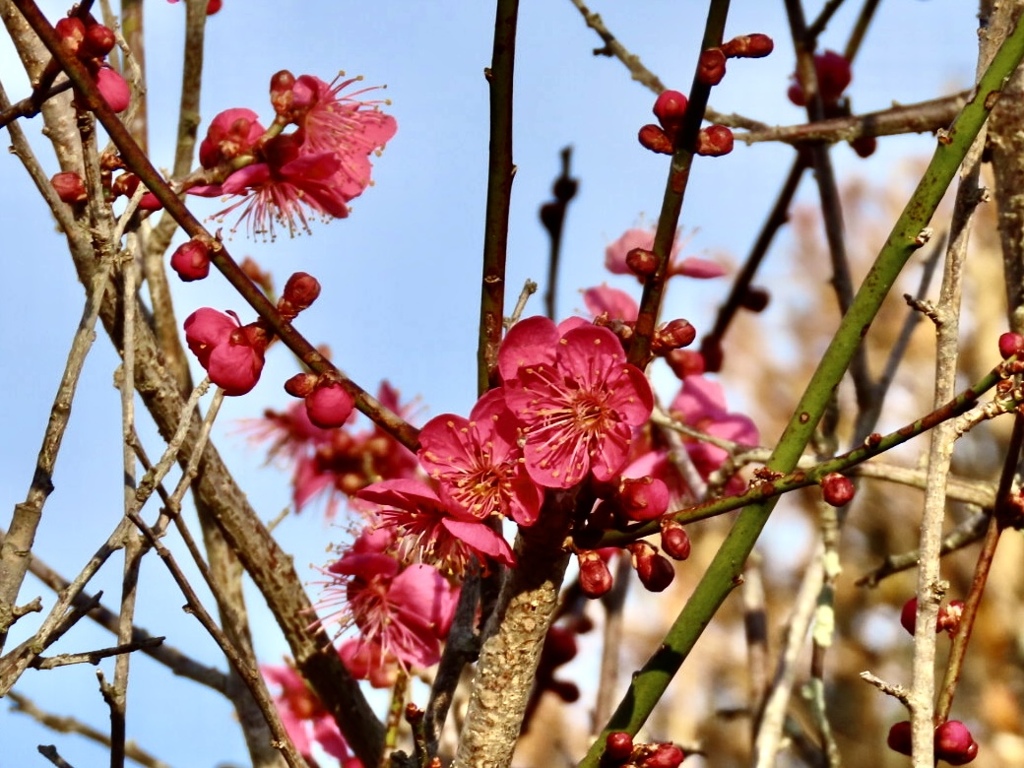 紅梅