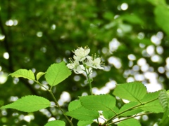 これも深山桜？