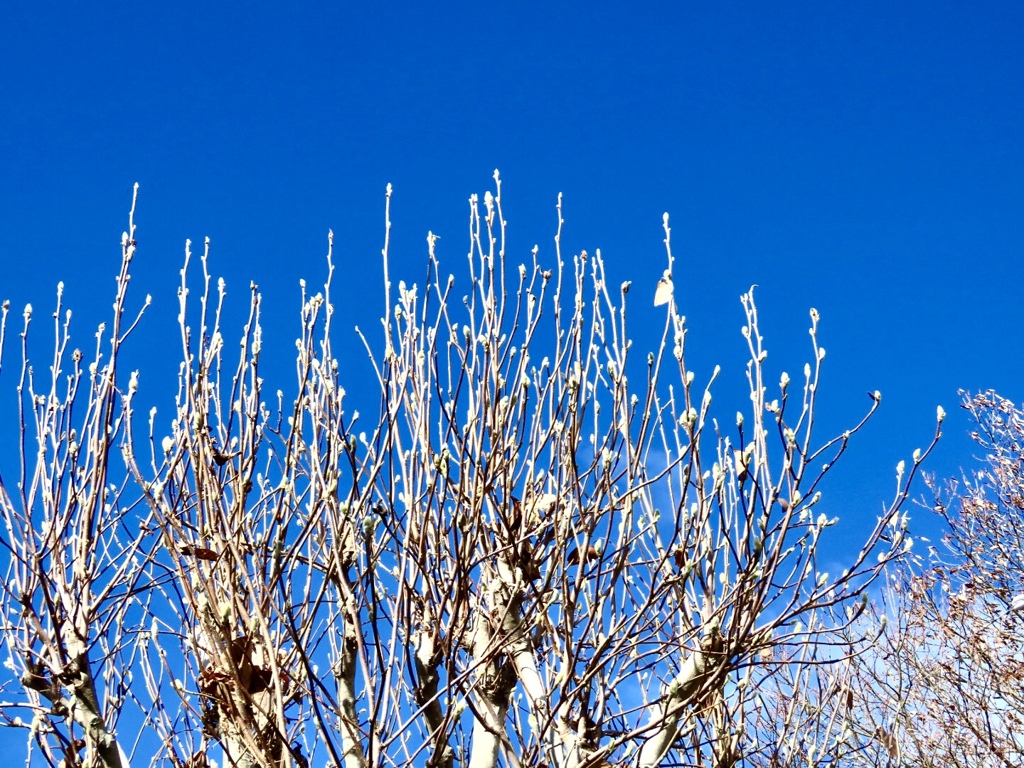白木蓮の冬芽