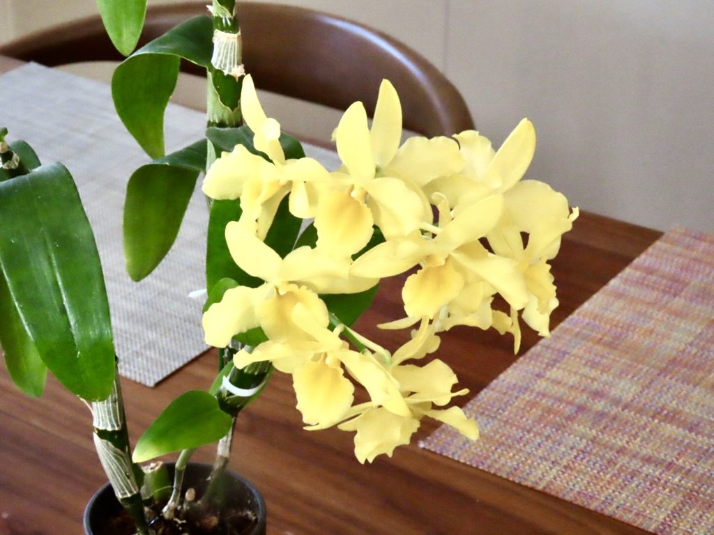 デンドロビューム