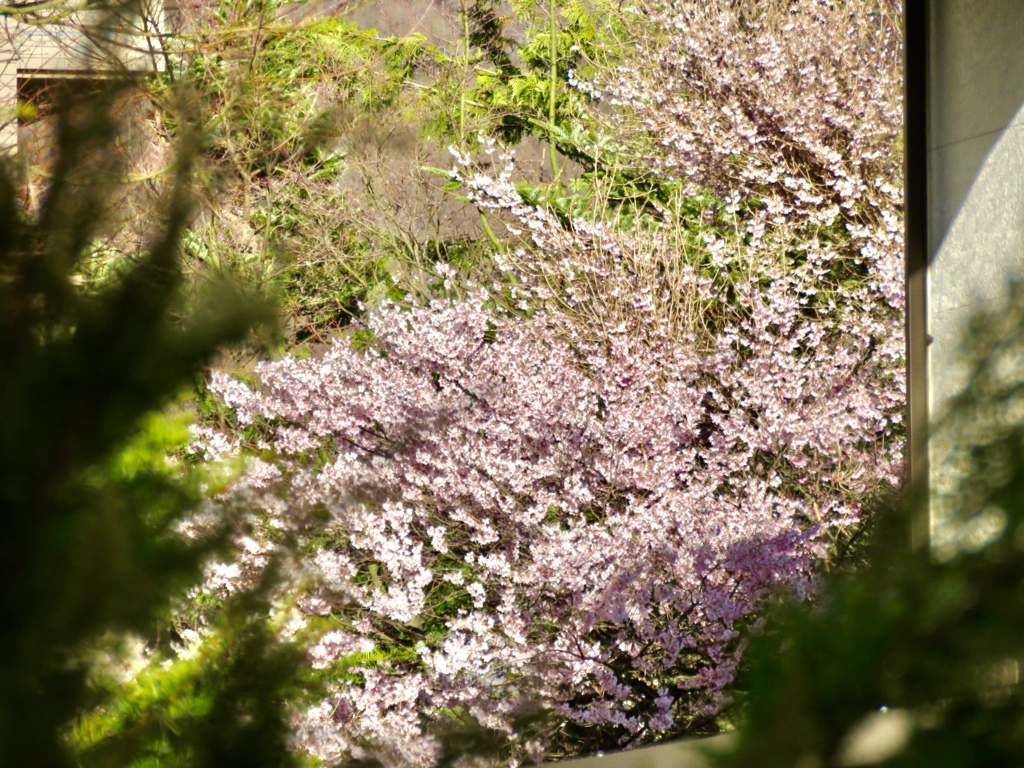 建物の陰に桜