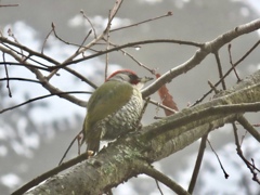 霧の中のアオゲラ
