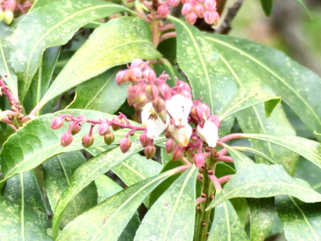 馬酔木の花
