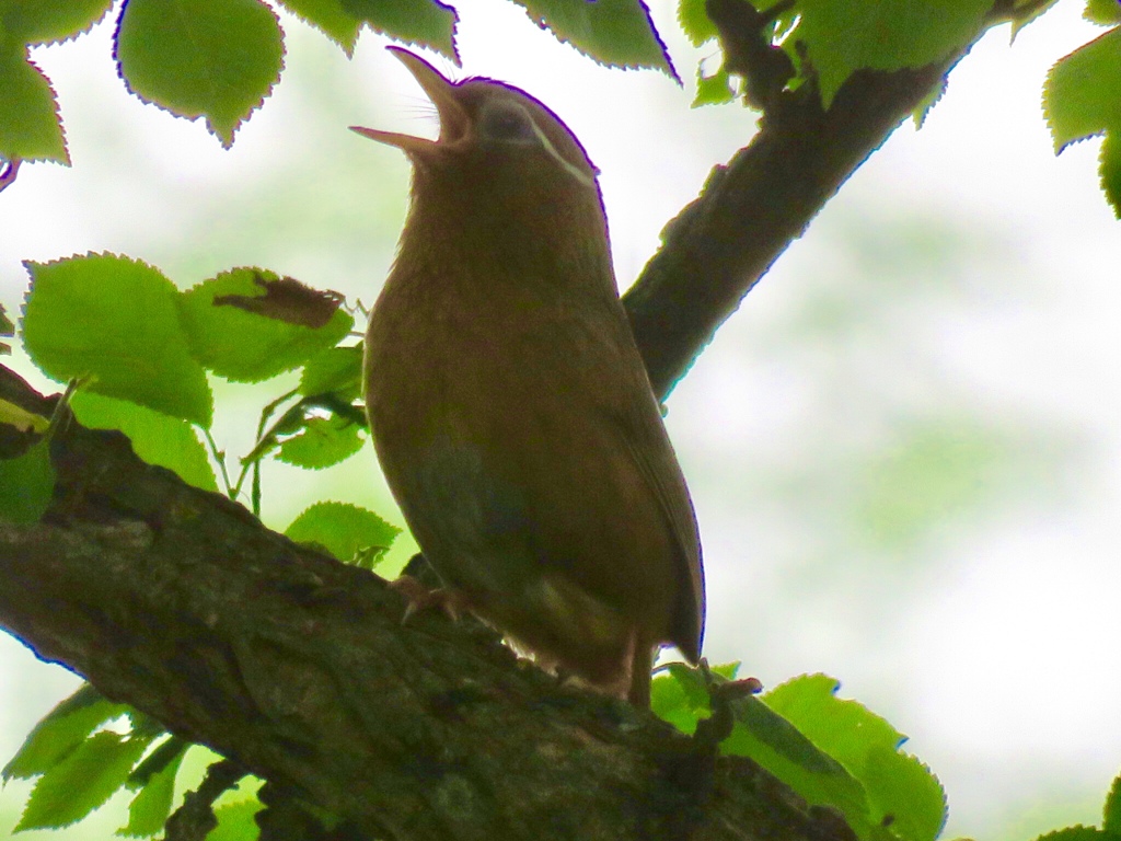 鳴き比べ1