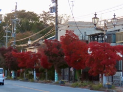 国道の紅葉