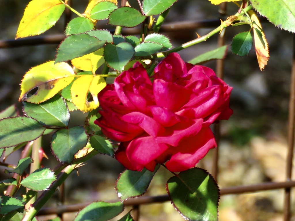 庭の薔薇
