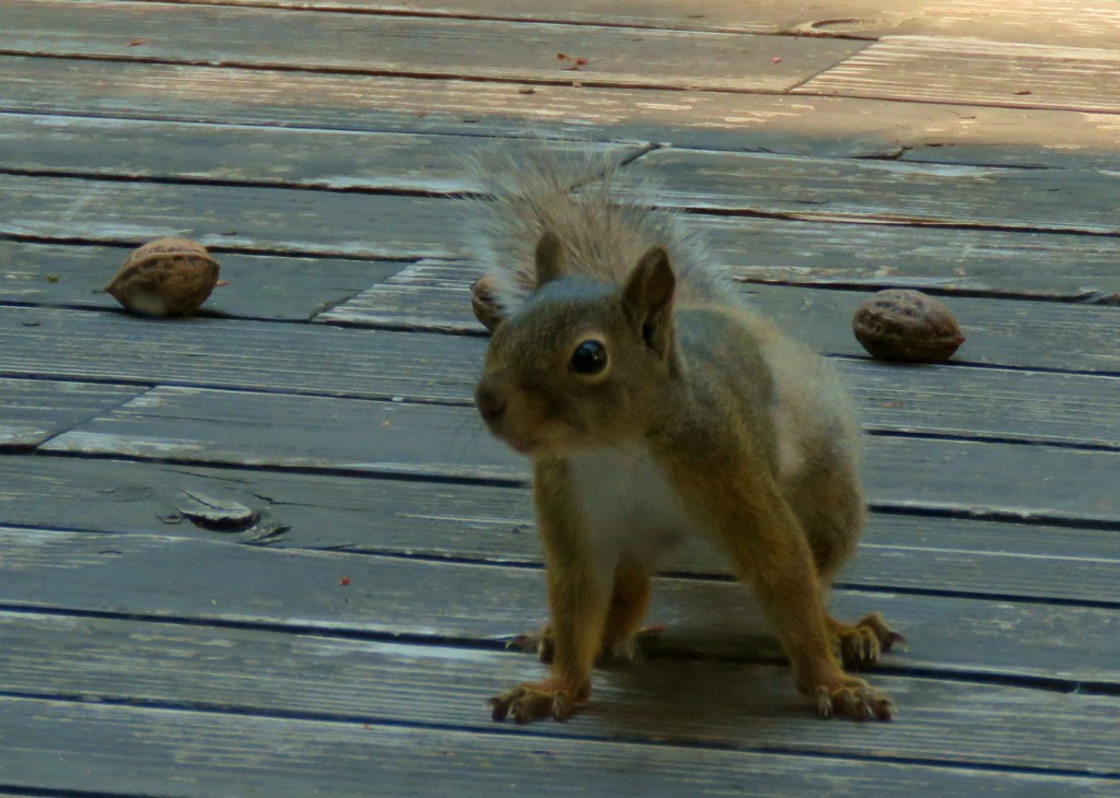 アイドルちゃん３