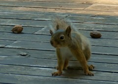 アイドルちゃん３