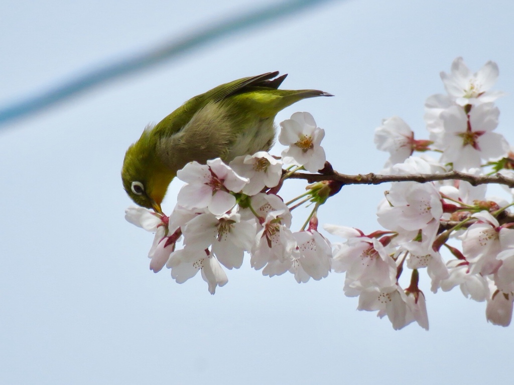 桜とメジロ3