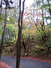 斜面の紅葉