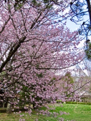 近所の公園の桜1