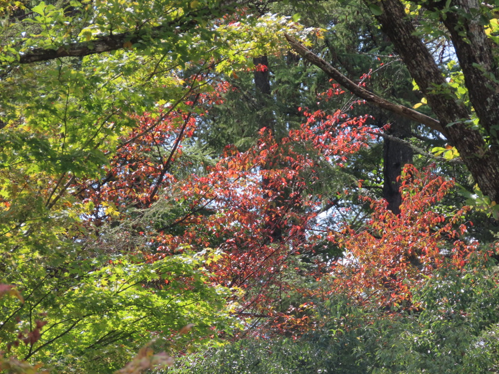 赤くなってきた