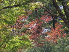 赤くなってきた