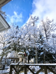 今朝の雪景1