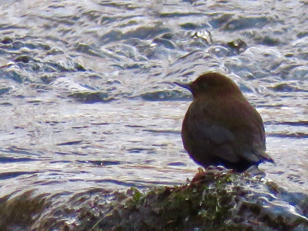 湯川のカワガラス1