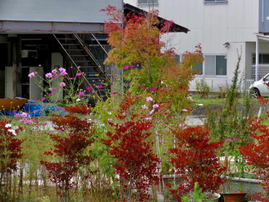 散歩で見かけた紅葉2