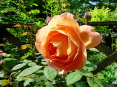 庭のバラ6