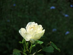 今、庭に咲いているバラ５