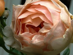 今、庭に咲いているバラ４