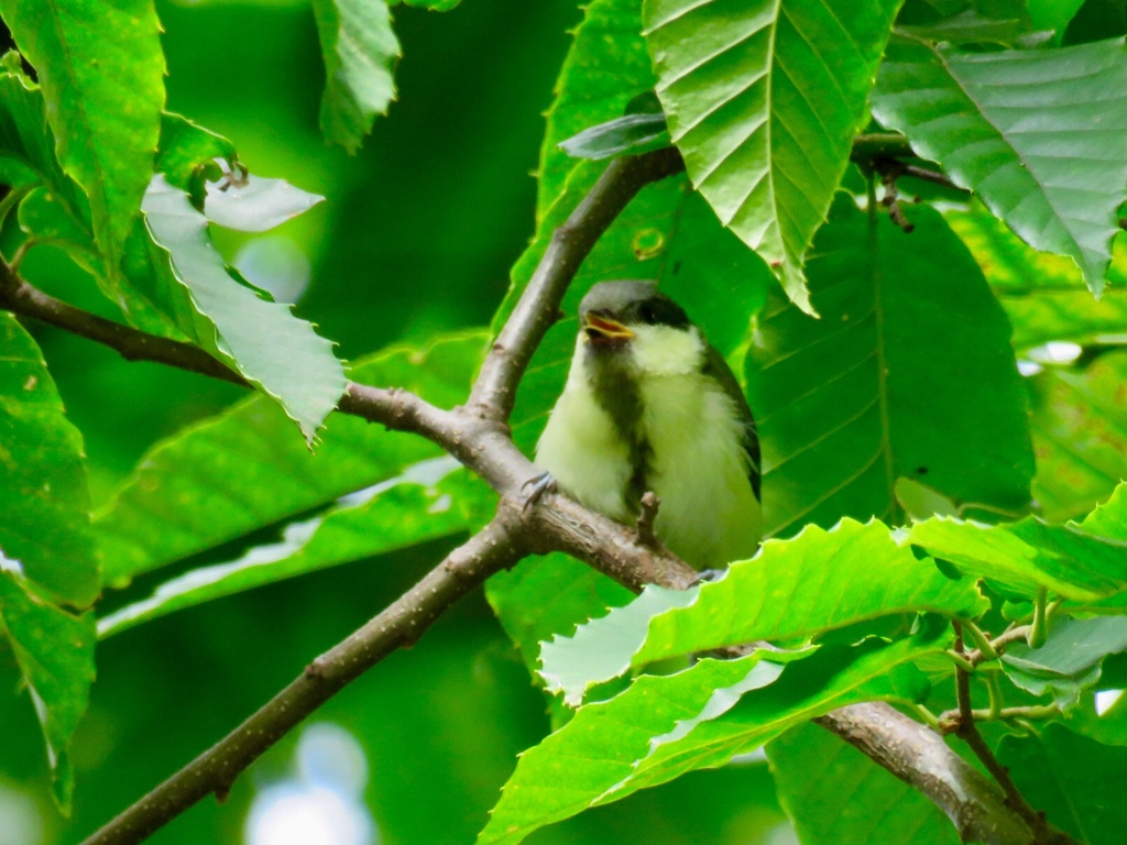 シジュウカラの幼鳥