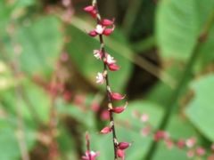 赤花ミズヒキ