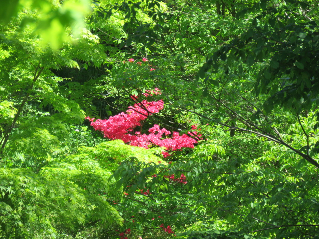 紅一点