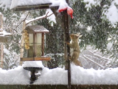 降り続く雪の中