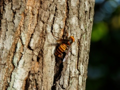 木の蜜を吸うオオスズメバチ