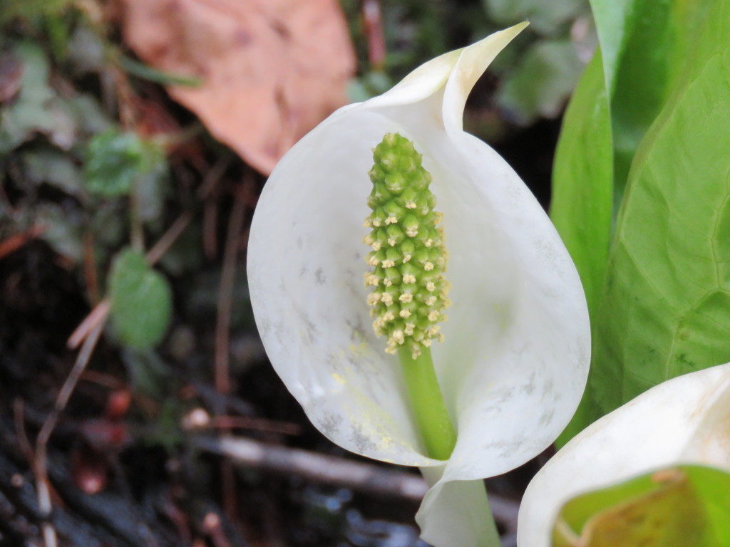 水芭蕉の花