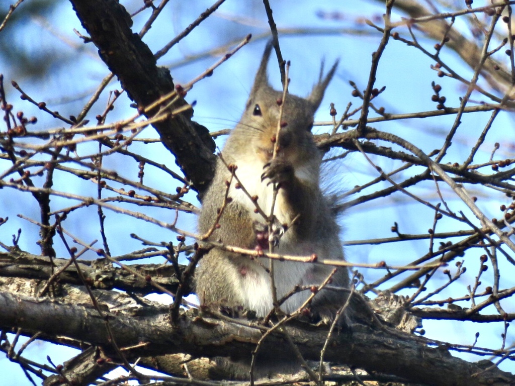 木の芽を食べる2