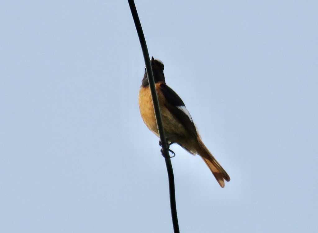 留鳥になったジョビ君
