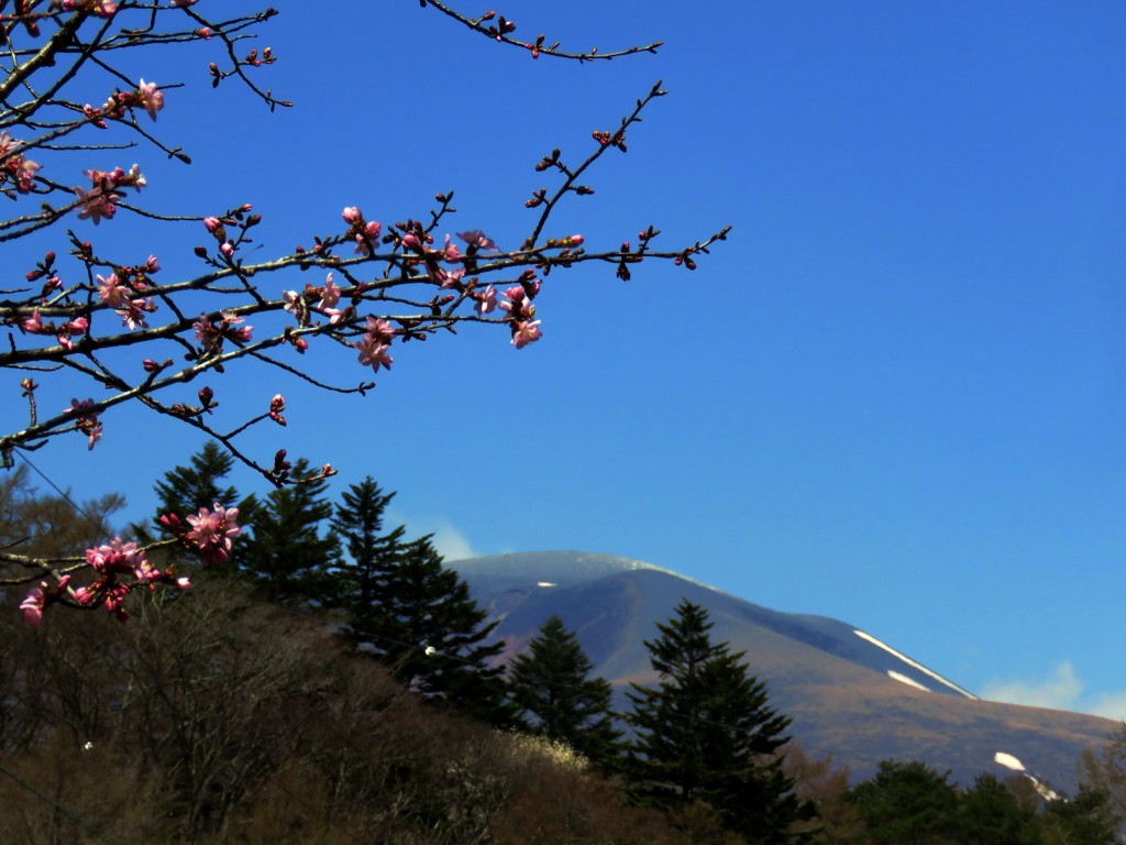 ほころび始めた桜と浅間山