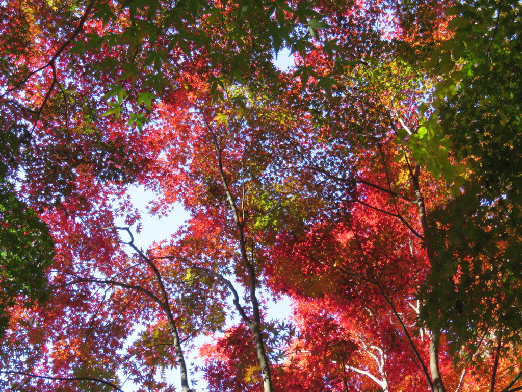 名残りの紅葉