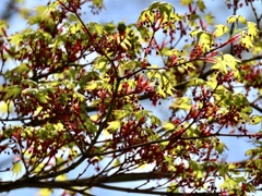 イロハカエデの花