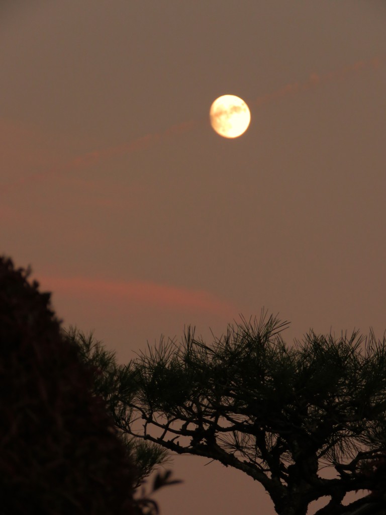 昨日の夕方の月