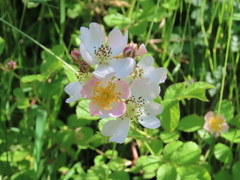 野薔薇