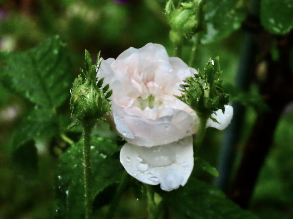 梅雨の薔薇2