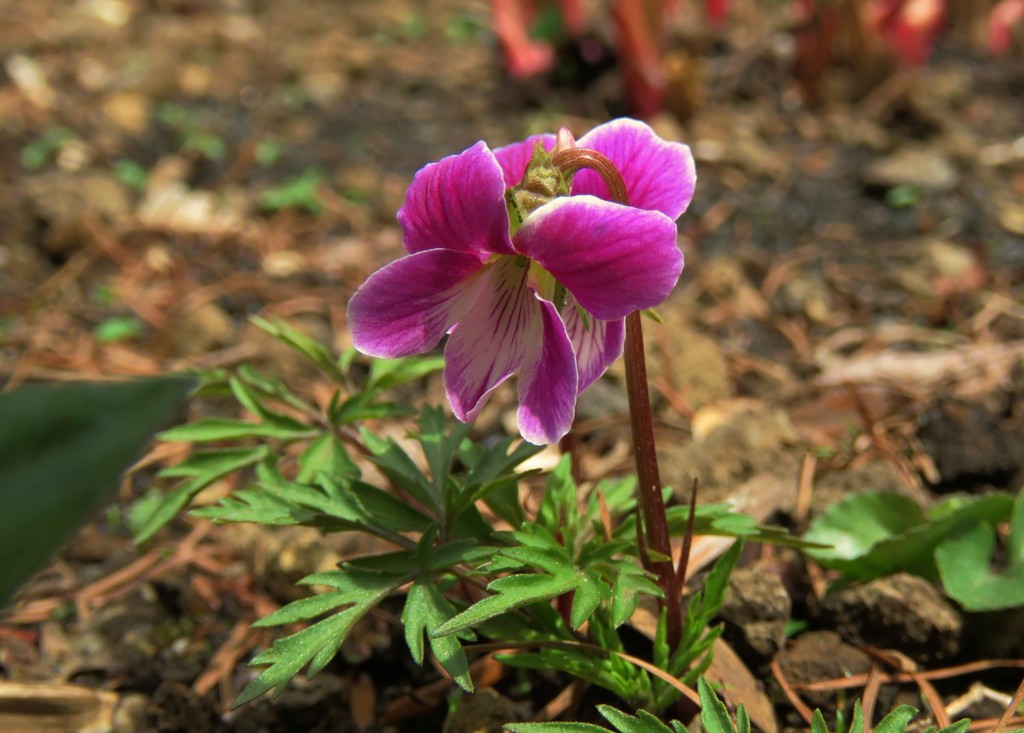 庭の花１