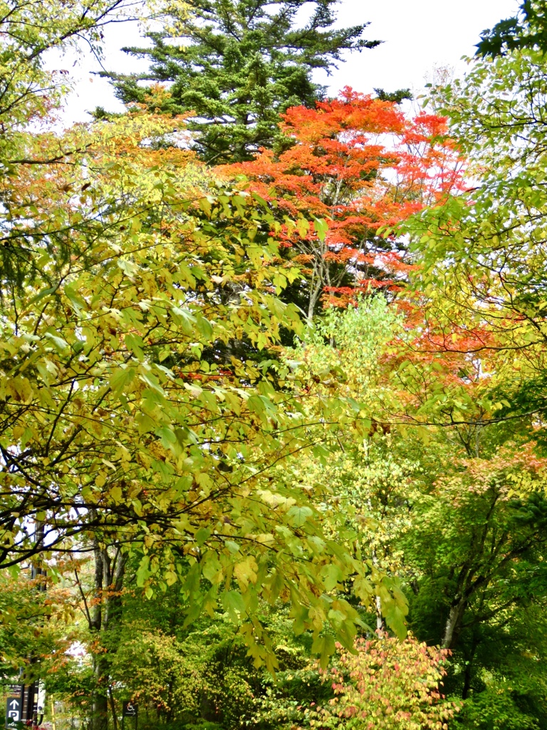 駐車場の紅葉