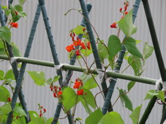 花豆の花