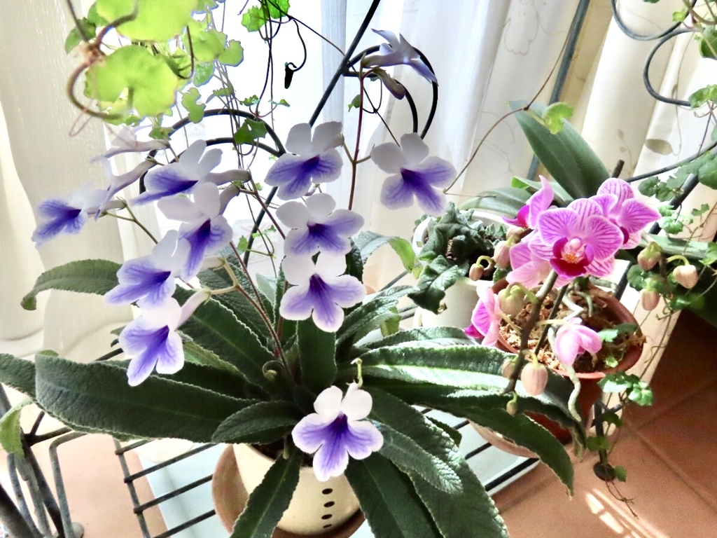 リビングの花