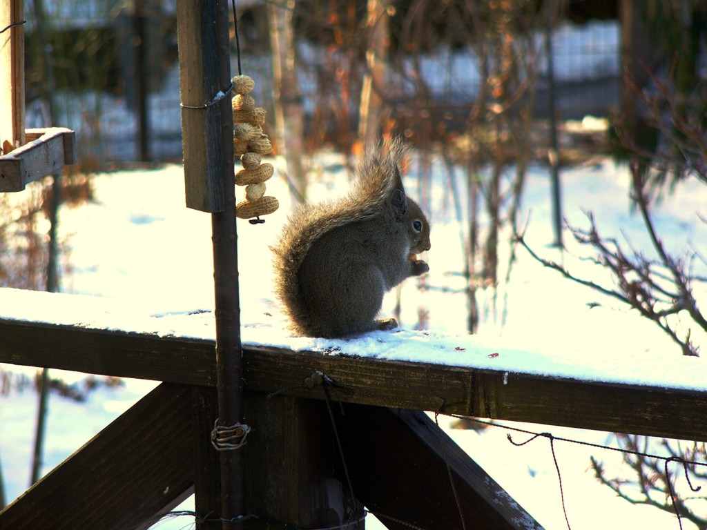 今年になって来始めた子