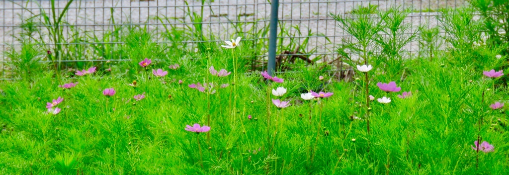 コスモス