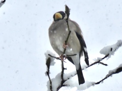 雪の中の野鳥達9