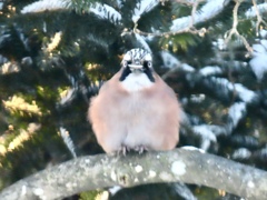 ヒマワリの種を食べるカケス①