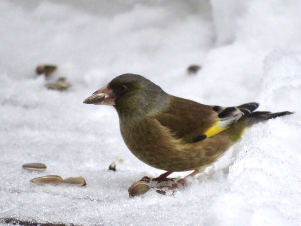 雪の朝1