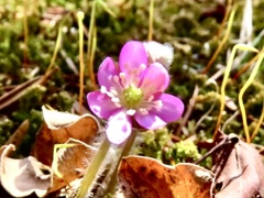 庭の雪割草①
