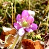 庭の雪割草①