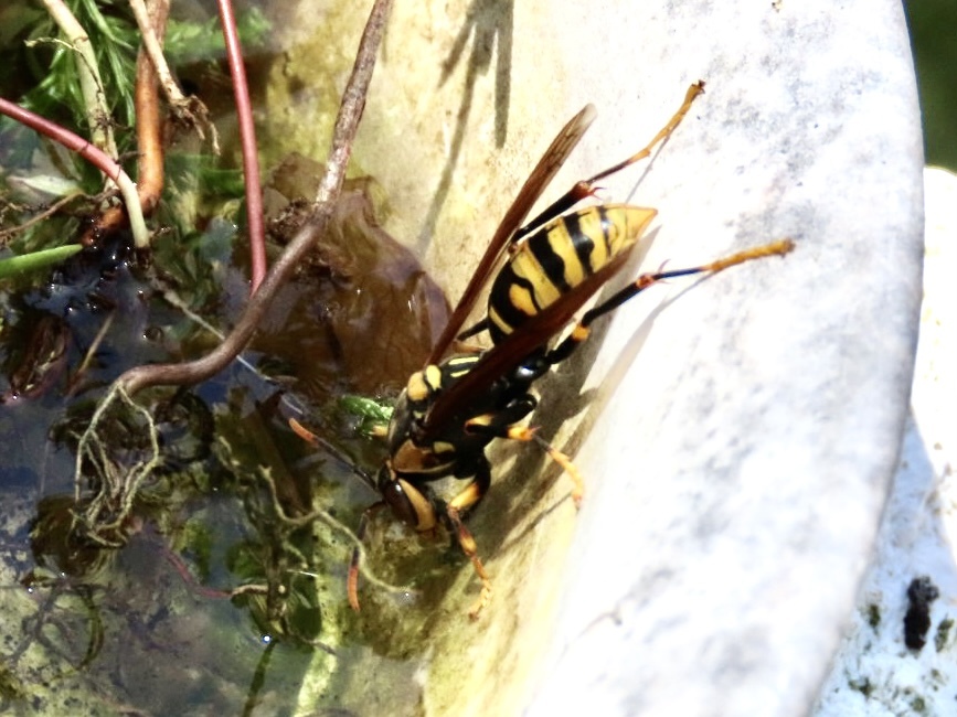 水を飲む