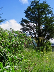 空き地は花盛り